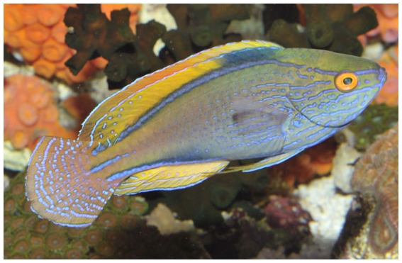 De Jong : Cirrhilabrus lineatus